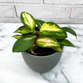 10 - 20cm Hoya Krimson Queen Wax Plant 10cm Pot House Plant