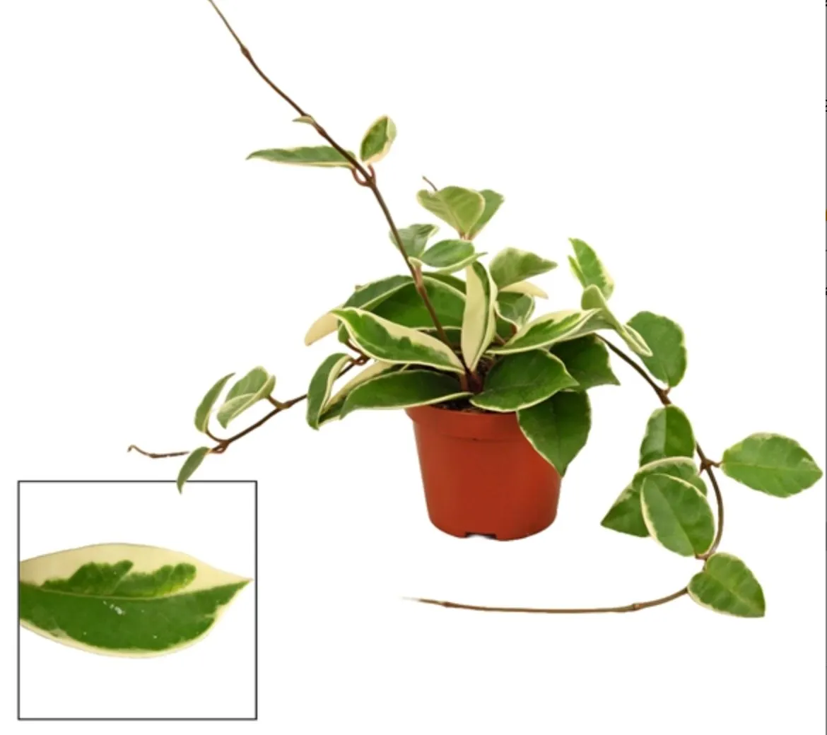 10 - 20cm Hoya Krimson Queen Wax Plant 10cm Pot House Plant