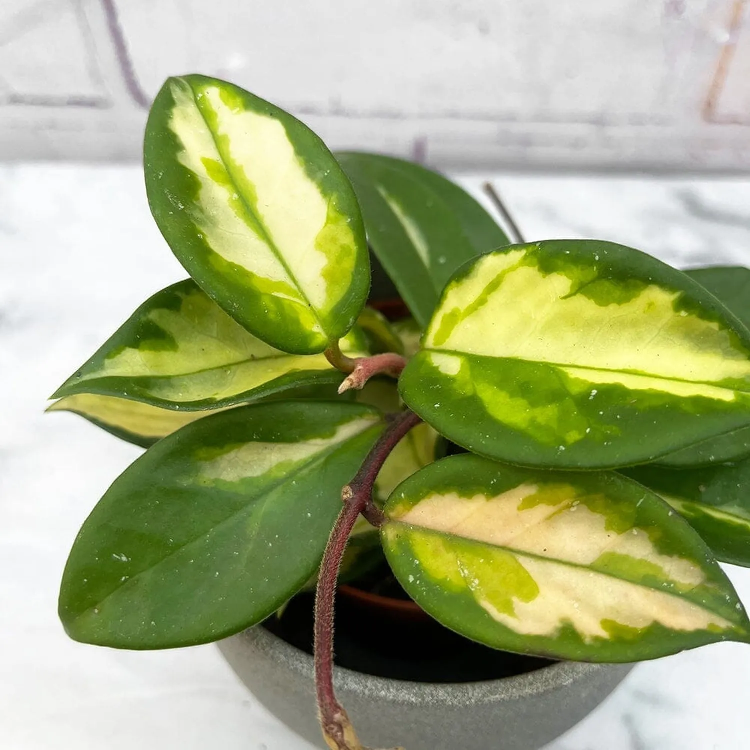 10 - 20cm Hoya Krimson Queen Wax Plant 10cm Pot House Plant