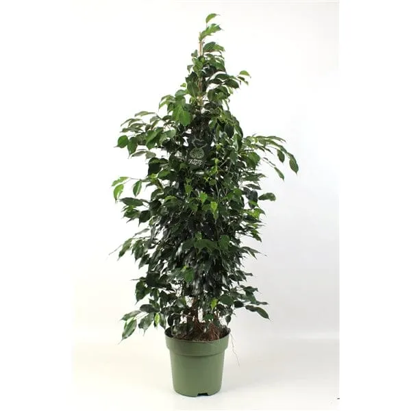 140 - 160cm Ficus Danielle Rubber Plant 27cm Pot House Plant