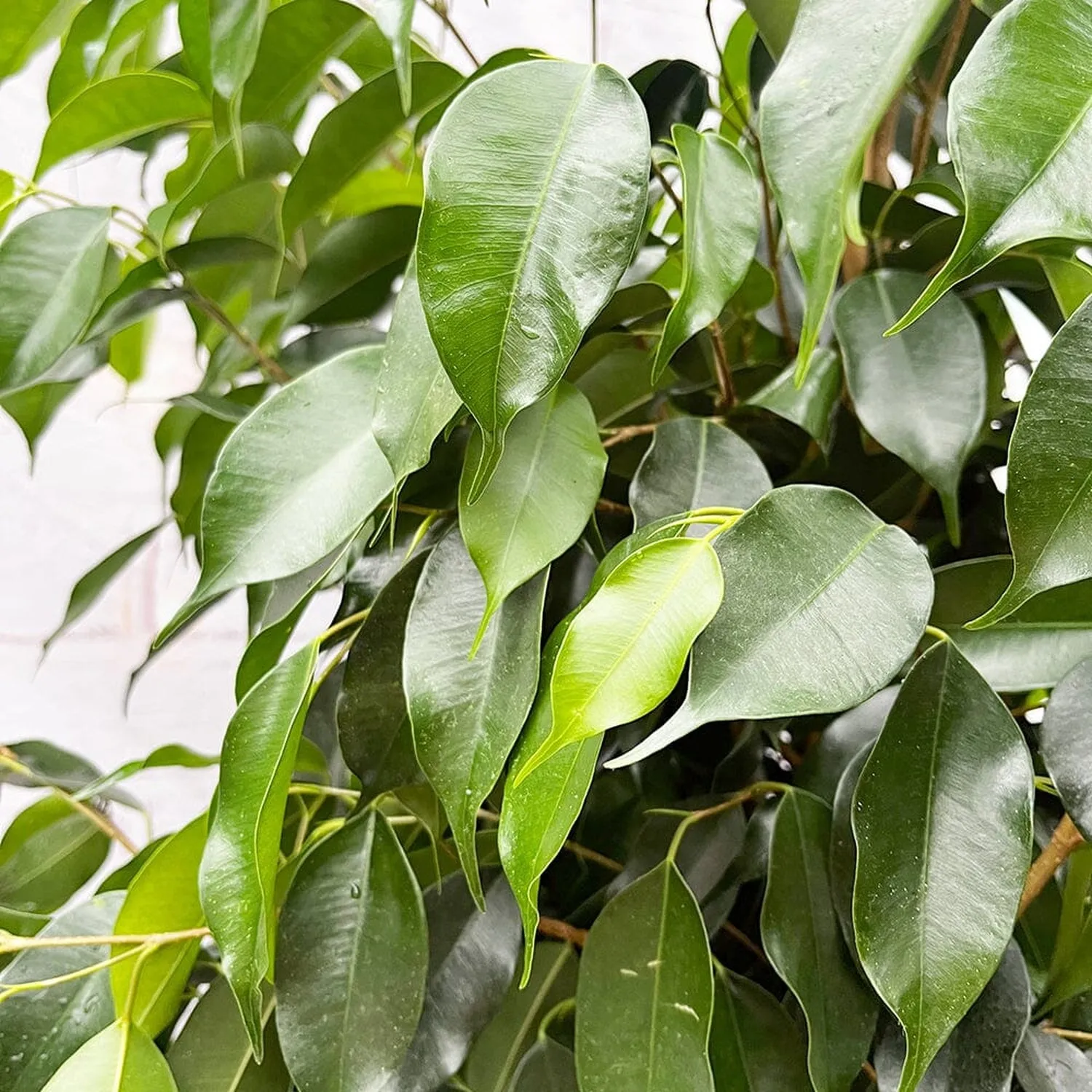 140 - 160cm Ficus Danielle Rubber Plant 27cm Pot House Plant