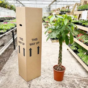 140 - 160cm Pachira Aquatica Money Tree 27cm Pot House Plant