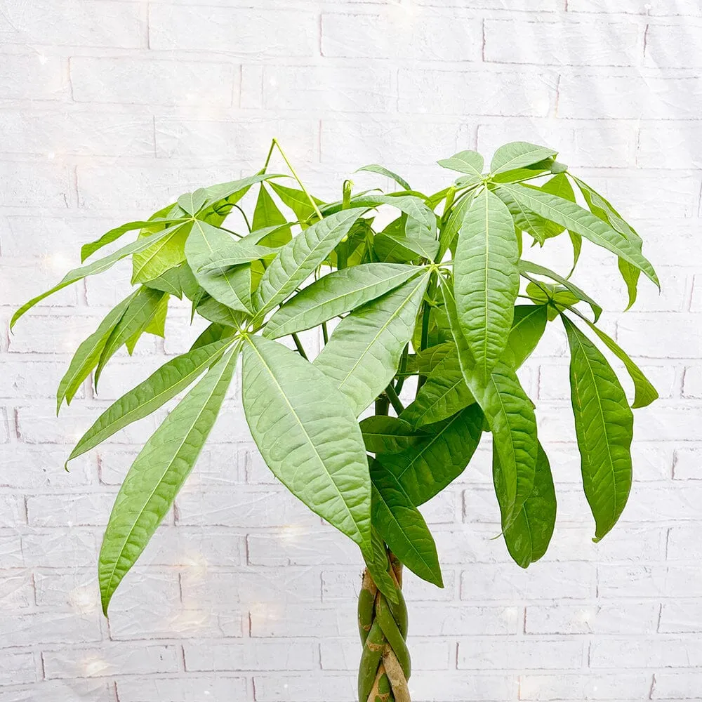 140 - 160cm Pachira Aquatica Money Tree 27cm Pot House Plant