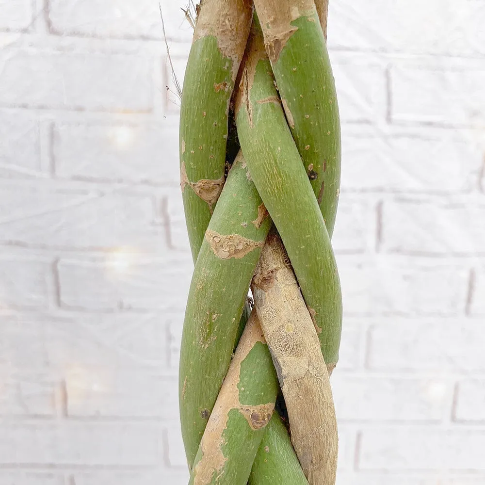 140 - 160cm Pachira Aquatica Money Tree 27cm Pot House Plant