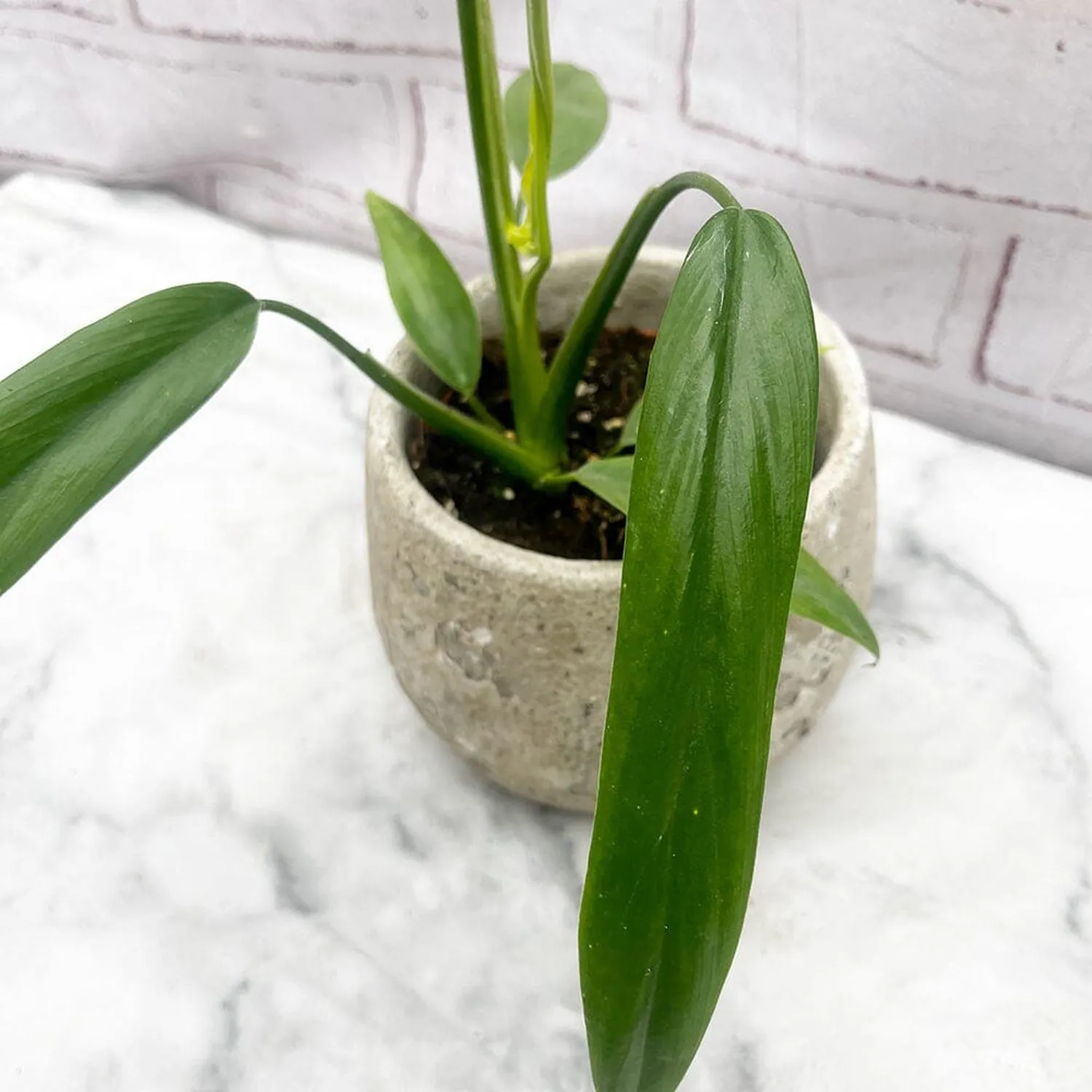 15 - 20cm Philodendron Holtonianum House Plant in 10cm Pot