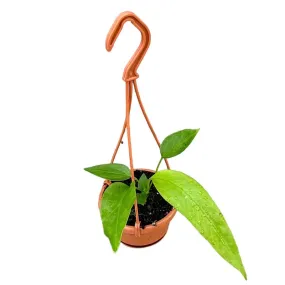 15 cm  Anthurium Vittarifolium House Plant 10 cm Pot