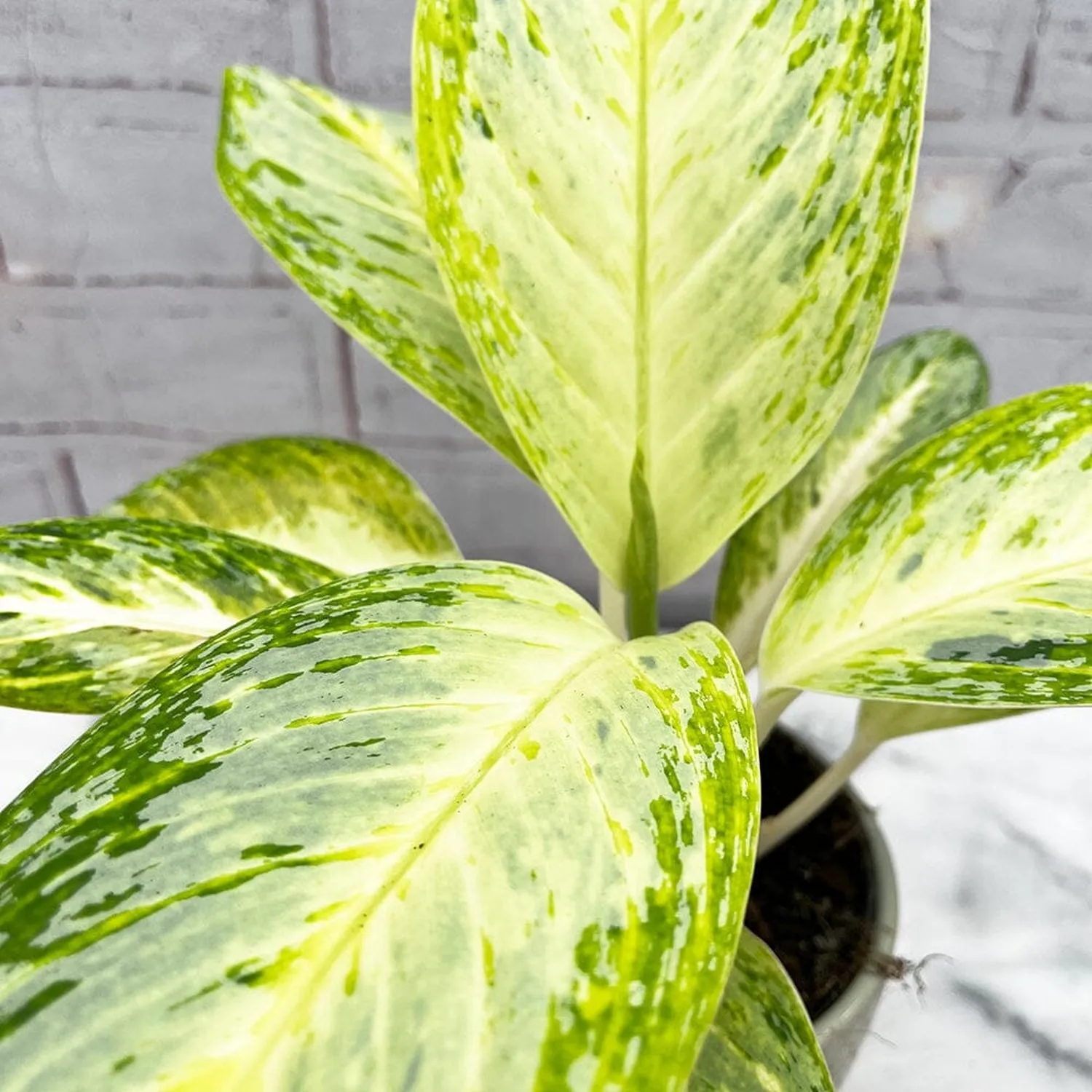 20 - 30cm Aglaonema Arctic Lime Chinese Evergreen House Plant 12cm Pot