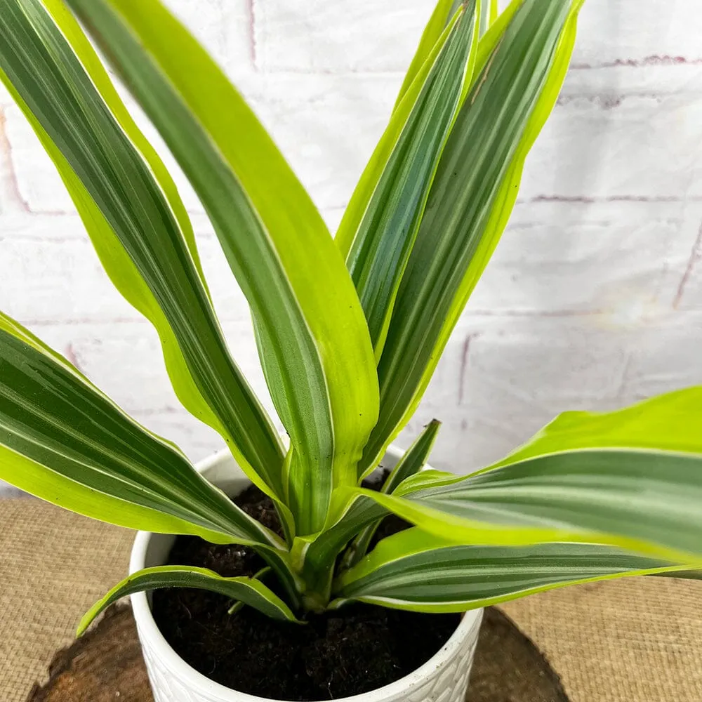 20 - 30cm Dracaena Lemon Surprise 12cm Pot House Plant
