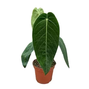 30 - 40cm Anthurium Warocqueanum x Waterburyanum House Plant 14 cm Pot