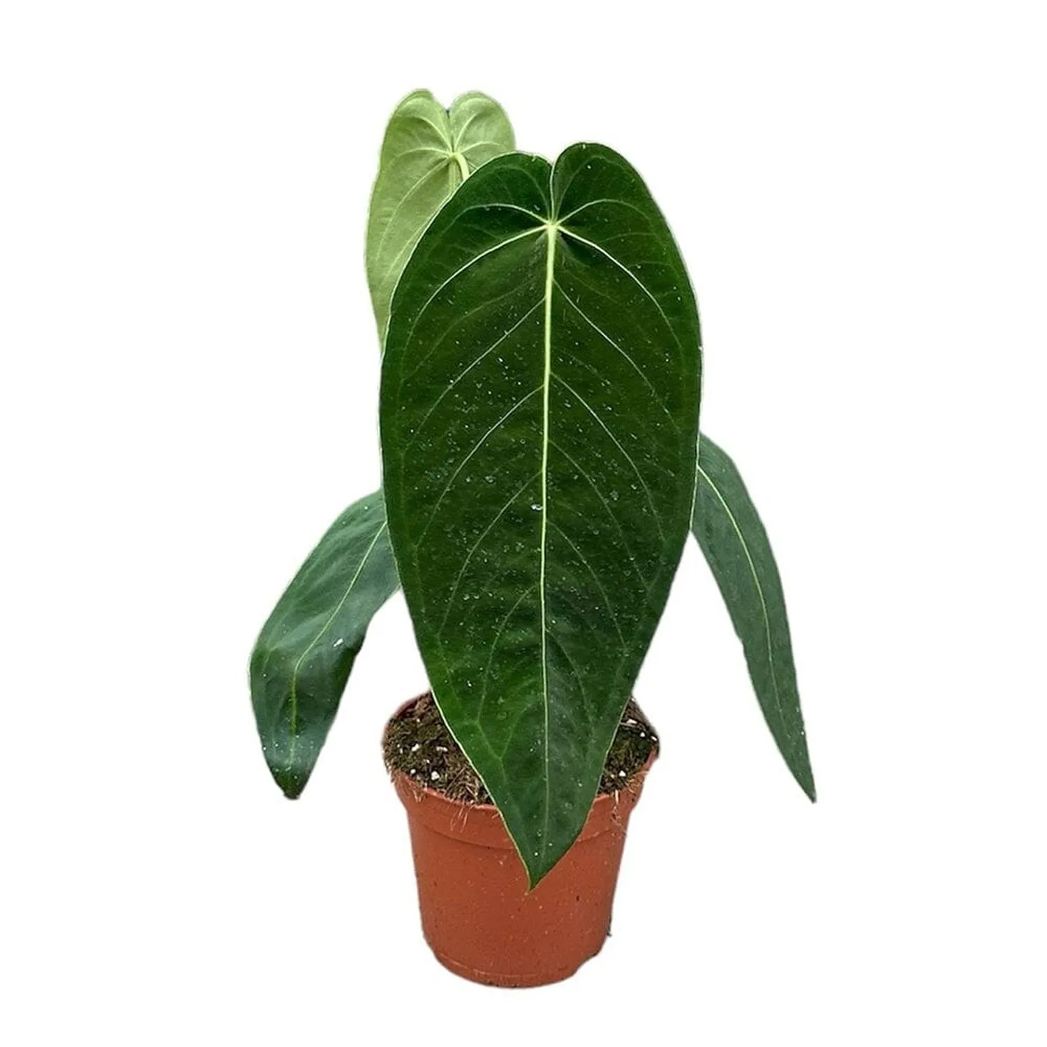 30 - 40cm Anthurium Warocqueanum x Waterburyanum House Plant 14 cm Pot