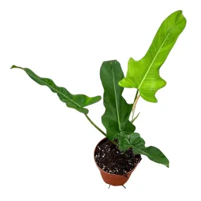 30 cm  Philodendron Jerry Horne House Plant 17 cm Pot