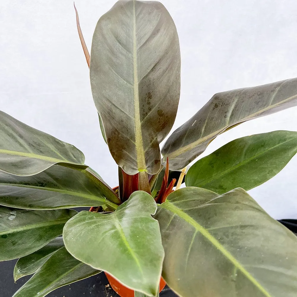 35 - 45cm Philodendron Erubescens 15cm Pot House Plant