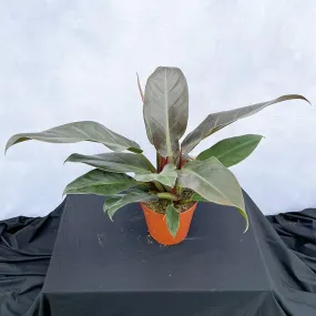 35 - 45cm Philodendron Erubescens 15cm Pot House Plant
