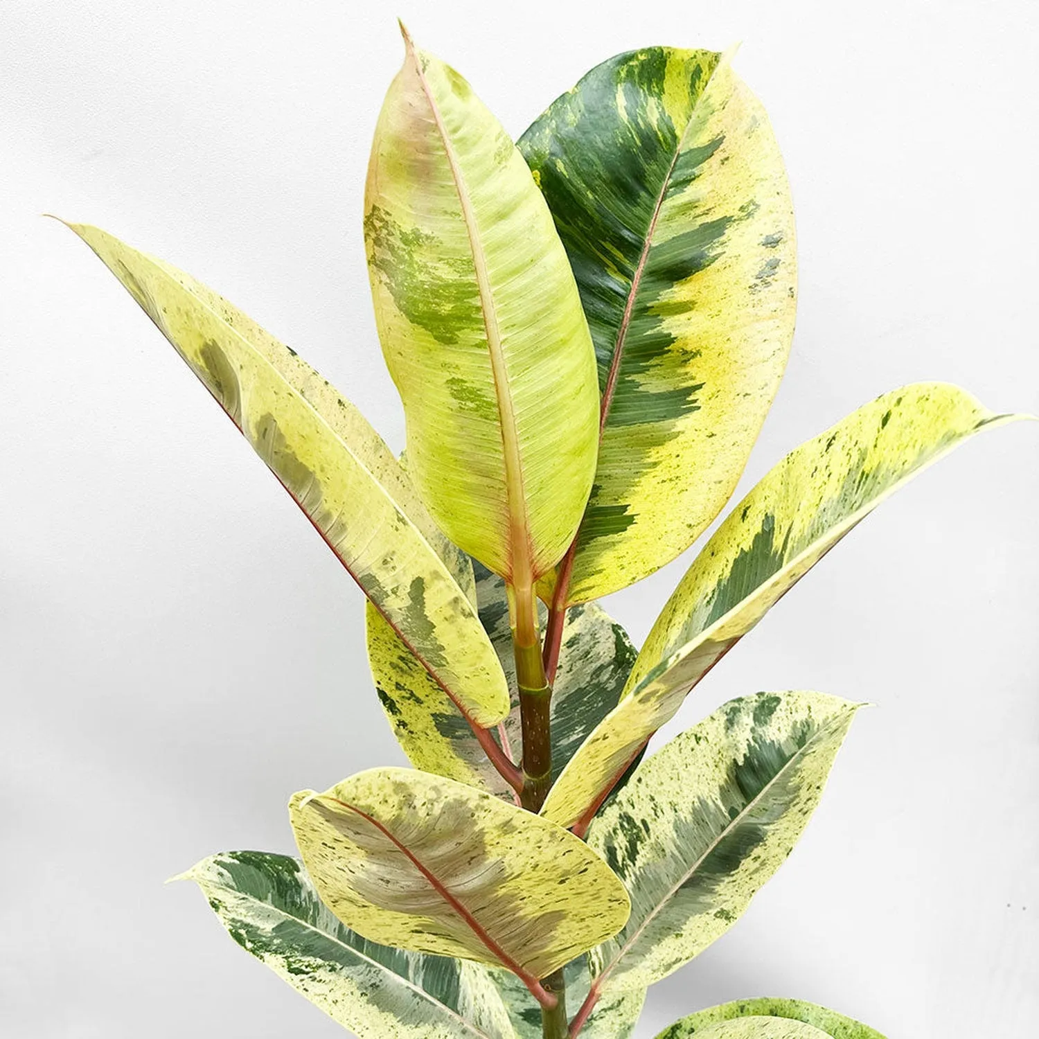 50- 60cm Ficus Shivereana Moonshine 17cm Pot House Plant