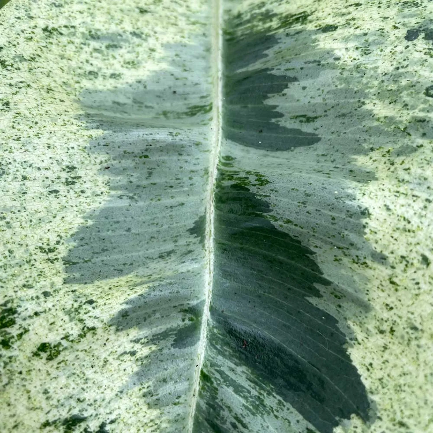 50- 60cm Ficus Shivereana Moonshine 17cm Pot House Plant