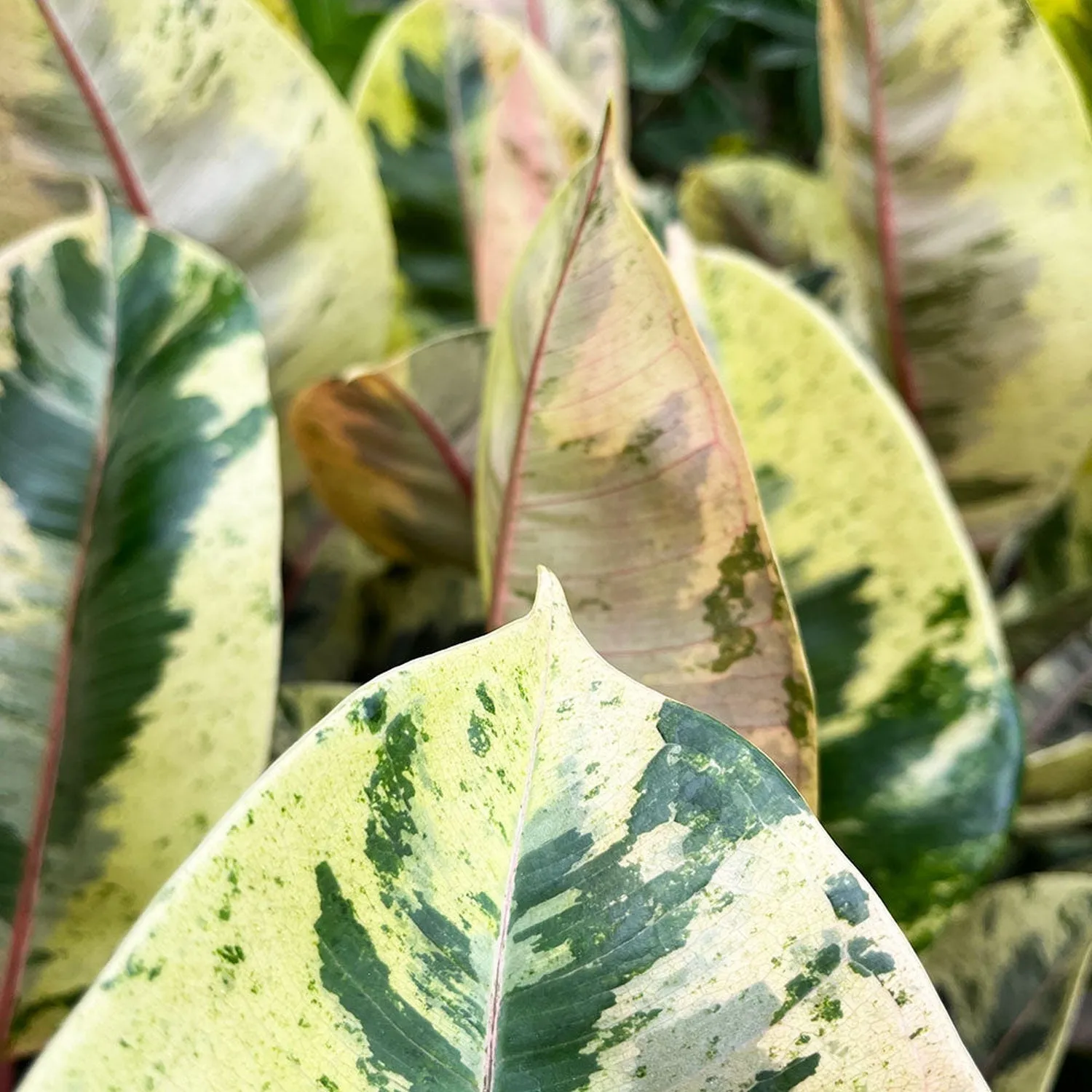 50- 60cm Ficus Shivereana Moonshine 17cm Pot House Plant