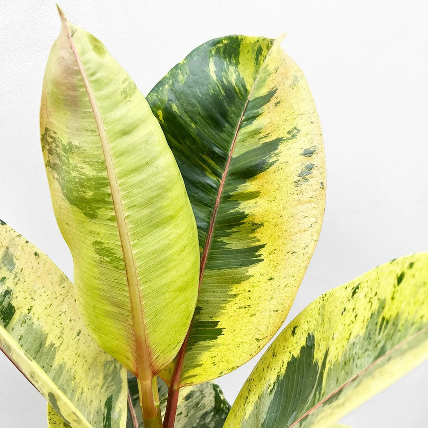 50- 60cm Ficus Shivereana Moonshine 17cm Pot House Plant