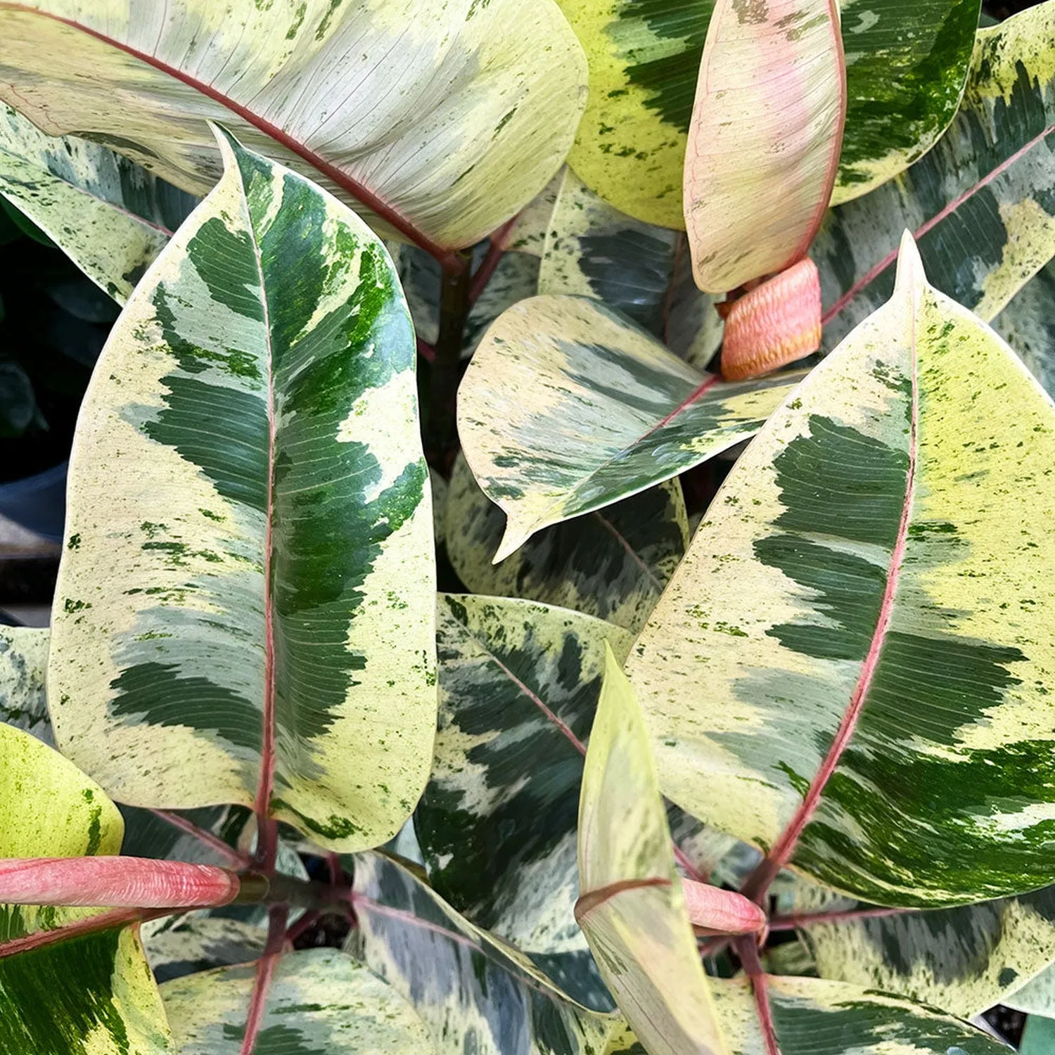 50- 60cm Ficus Shivereana Moonshine 17cm Pot House Plant