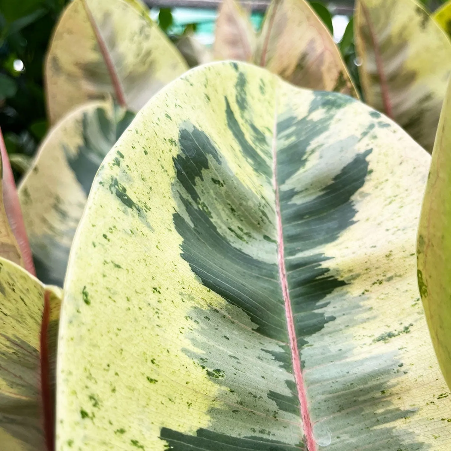 50- 60cm Ficus Shivereana Moonshine 17cm Pot House Plant