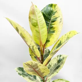 50- 60cm Ficus Shivereana Moonshine 17cm Pot House Plant