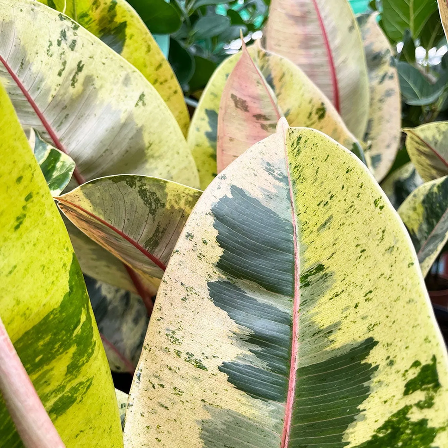50- 60cm Ficus Shivereana Moonshine 17cm Pot House Plant