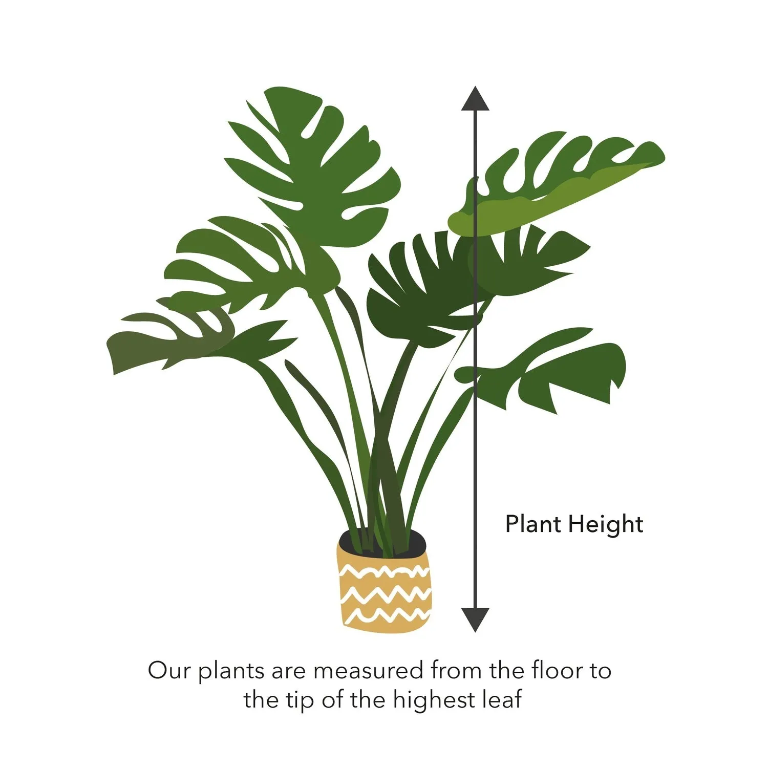 50- 60cm Ficus Shivereana Moonshine 17cm Pot House Plant
