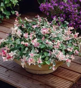 Asiatic Jasmine Snow-n-Summer