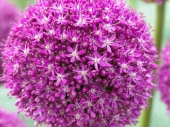 Giant Allium: Ambassador - 4 Bulbs